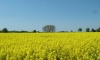 P0102 Rapsbluete im Paderborner Land
