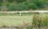 P0927 ein Storch